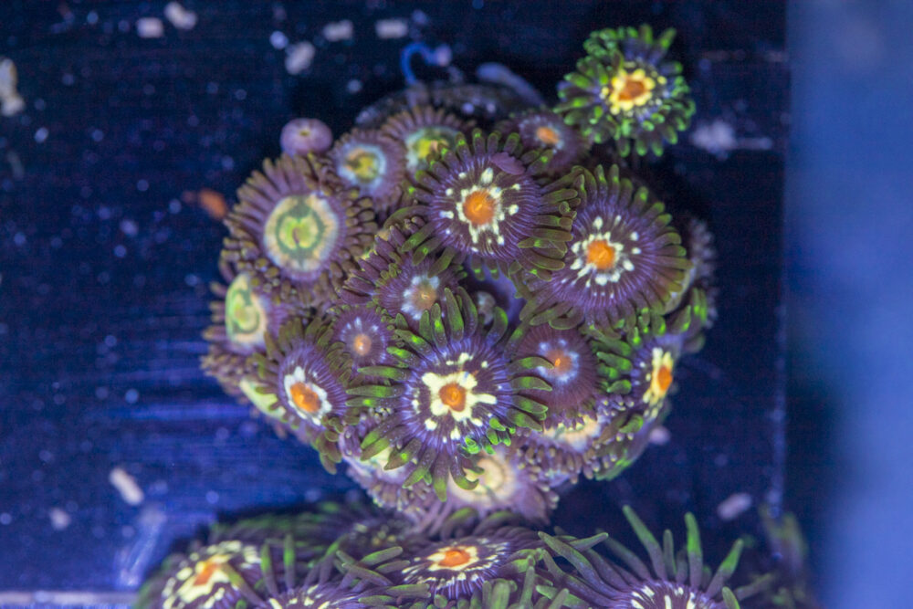 Zoanthids - Pinwheel