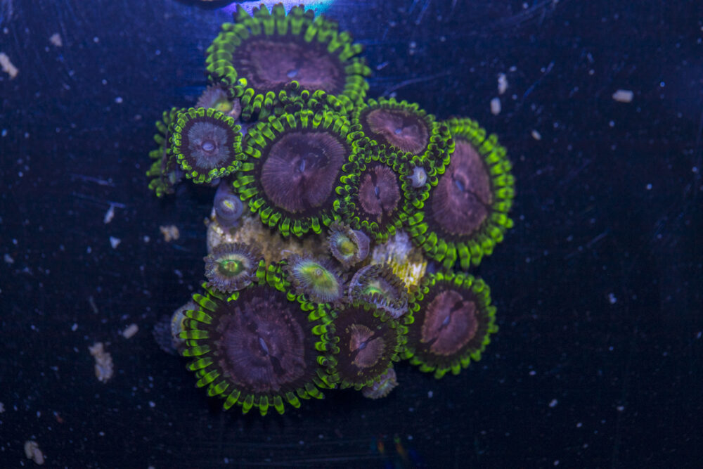 Zoanthids - Purple Monster