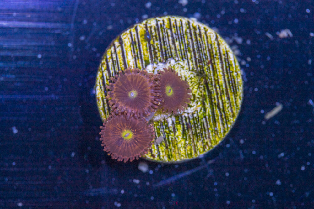 Zoanthids - Alien Anti Venom