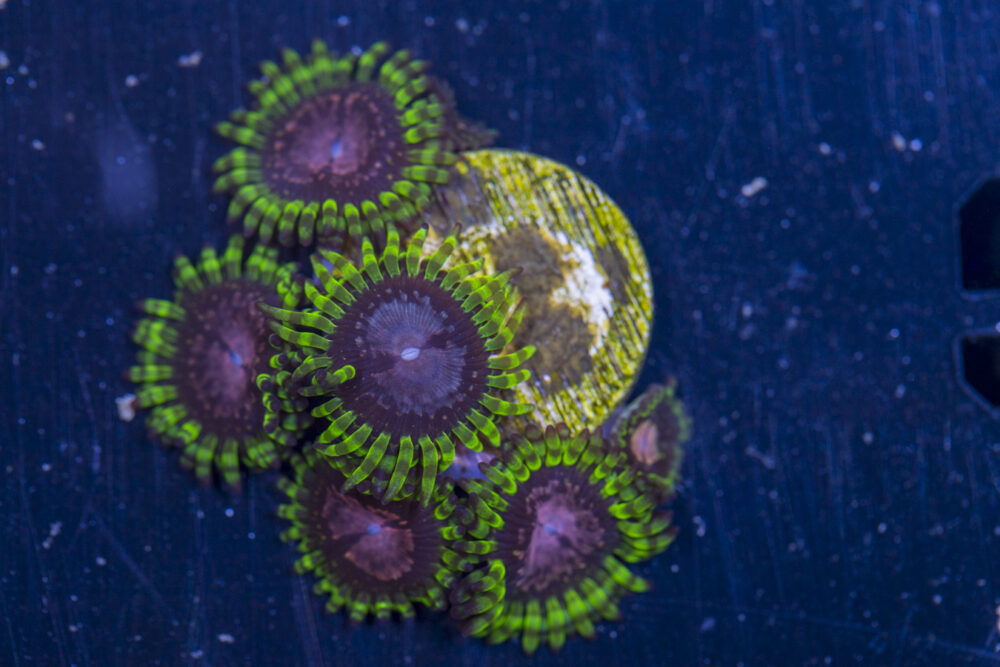 Zoanthids - Purple Monster