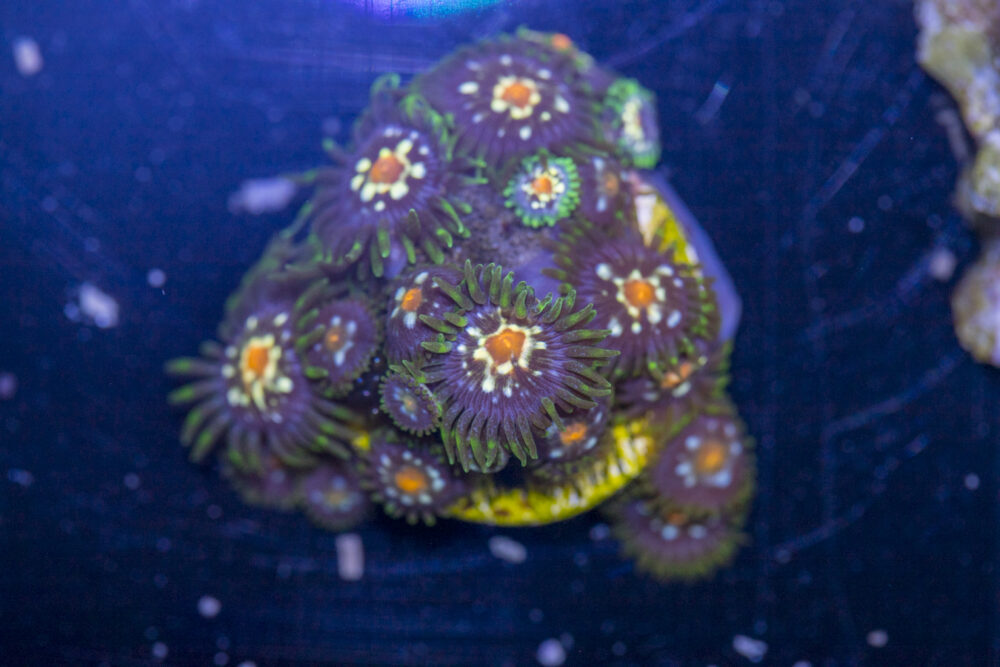 Zoanthids - Pinwheel