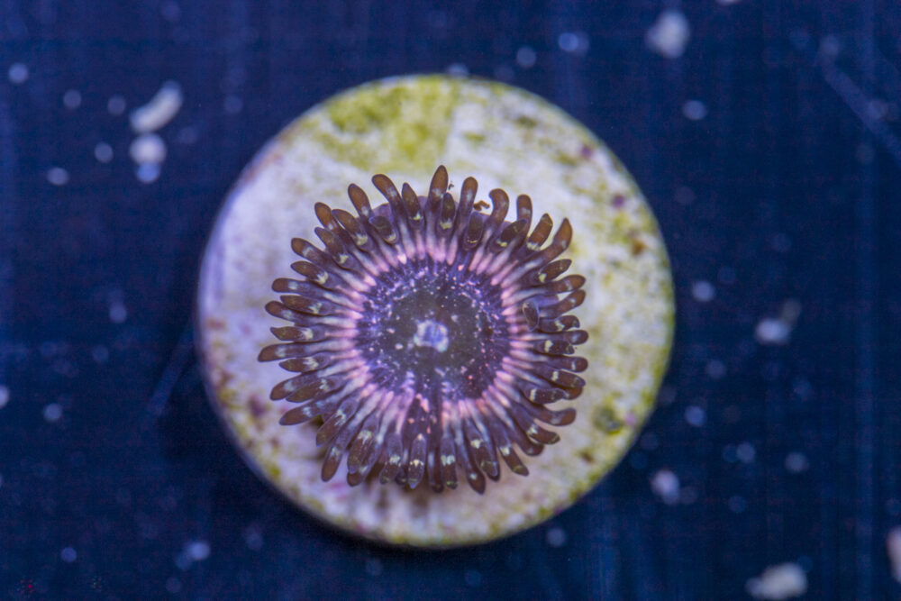 Zoanthids - Pink Zipper