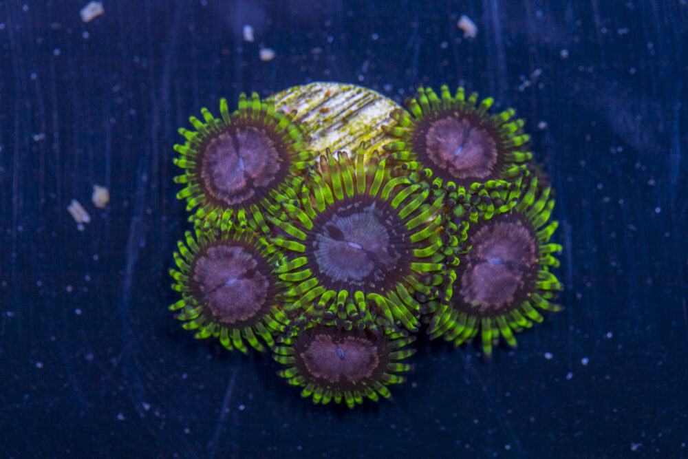 Zoanthids - Purple Monster