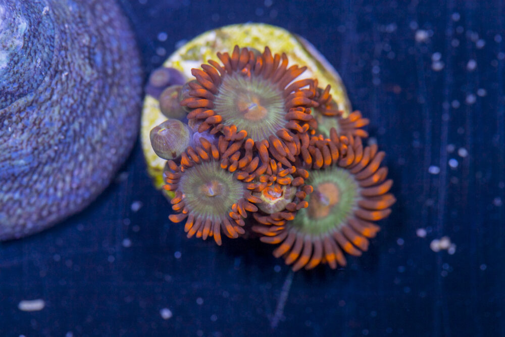 Zoanthids