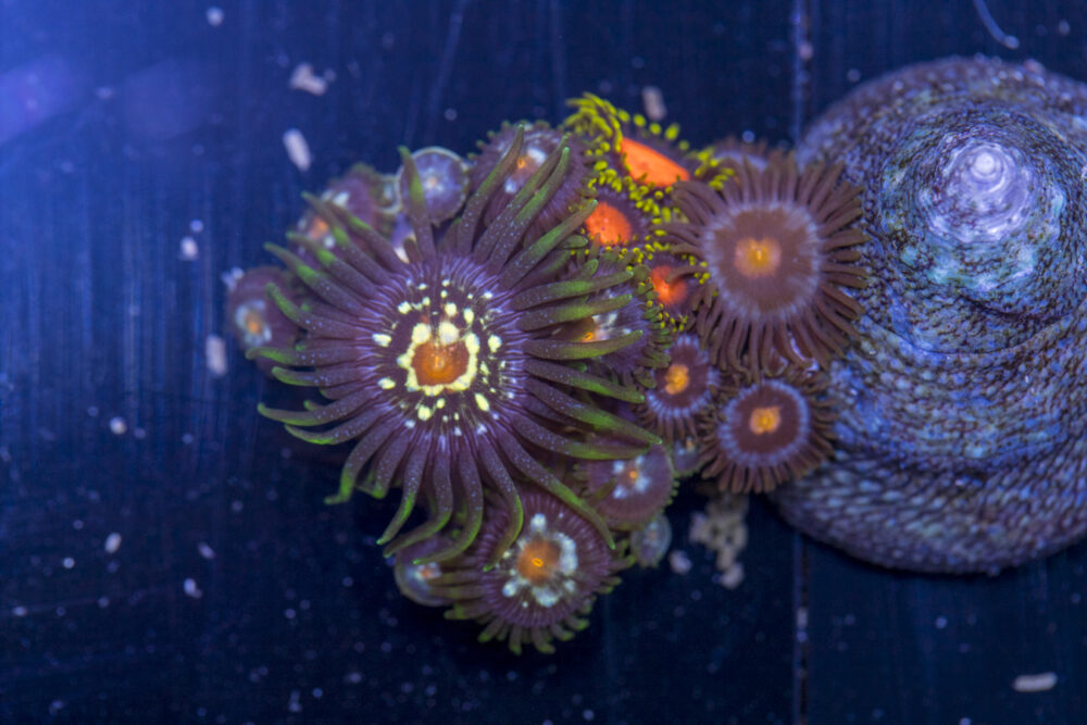 Zoanthids - Pinwheel Combo