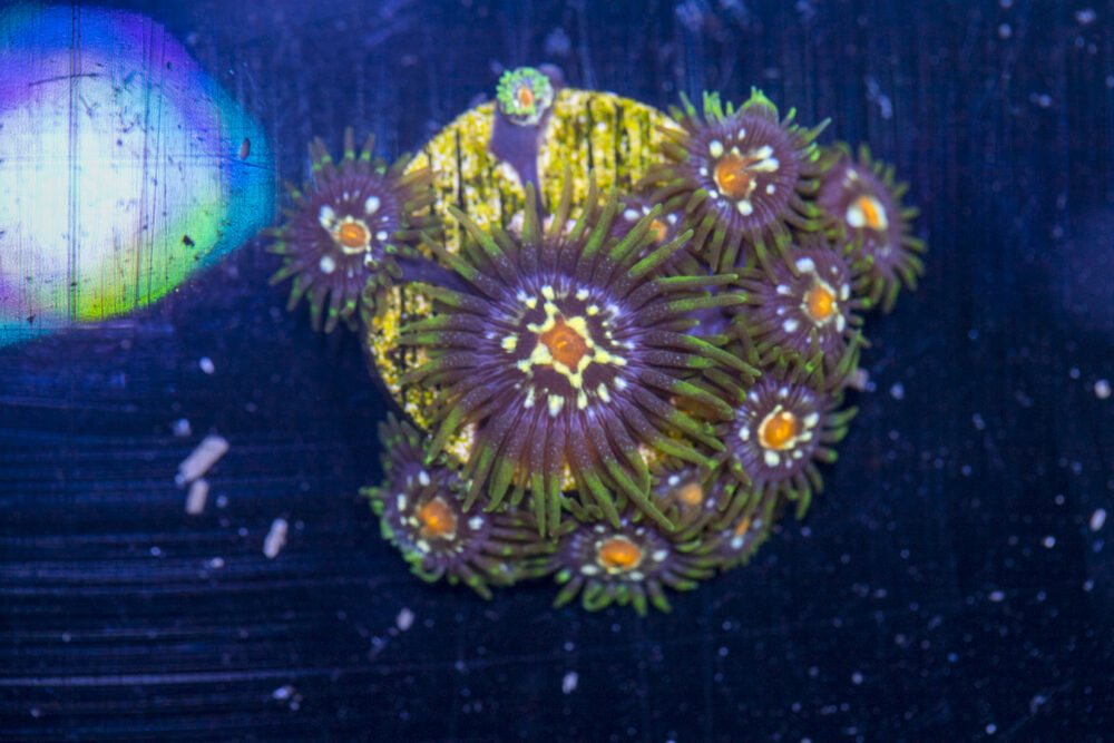 Zoanthids - Pinwheel