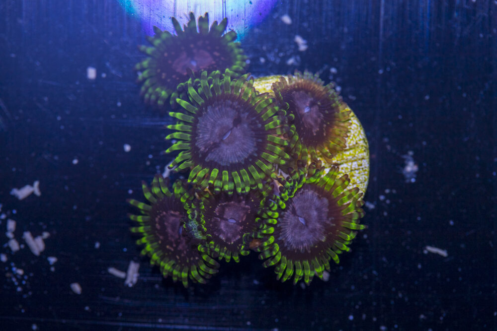 Zoanthids - Purple Monster