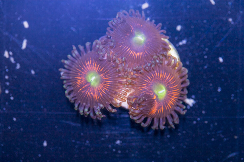 Zoanthids - Everlasting Gobstopper