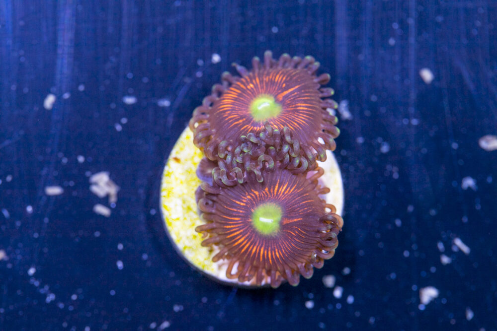 Zoanthids - Everlasting Gobstopper