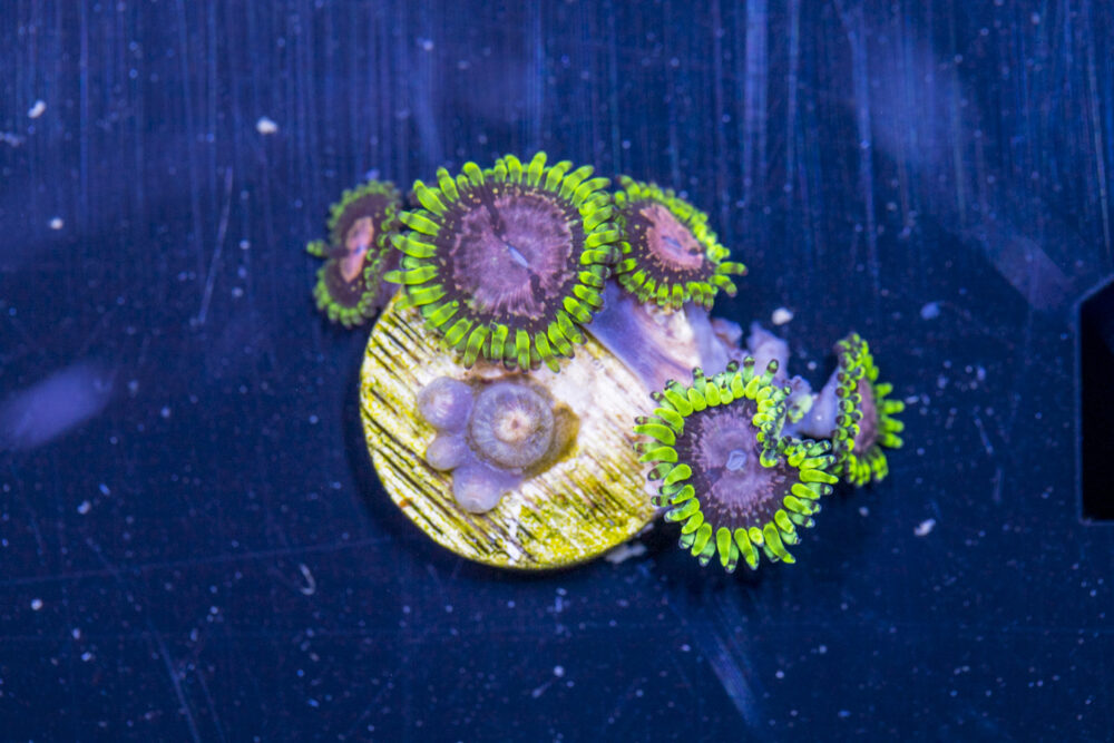 Zoanthids - Purple Monster