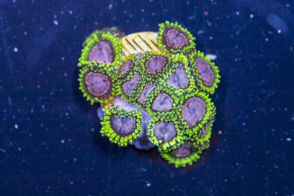 Zoanthids - Purple Monster