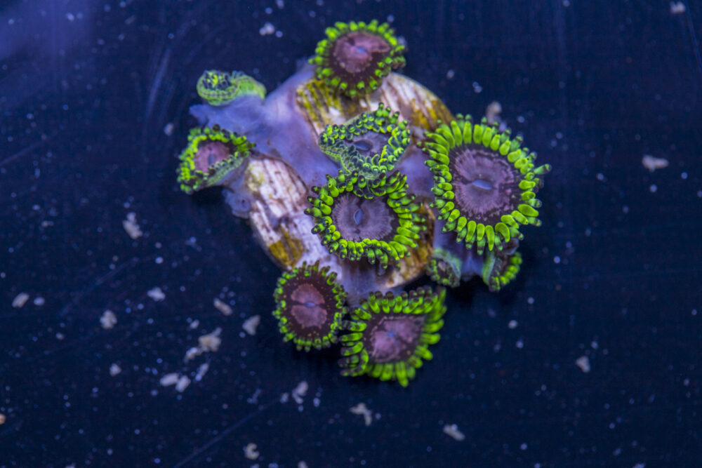 Zoanthids - Purple Monster