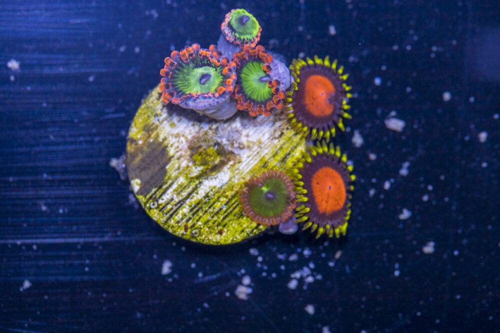 Zoanthids - Electric Oompa Loompa Combo