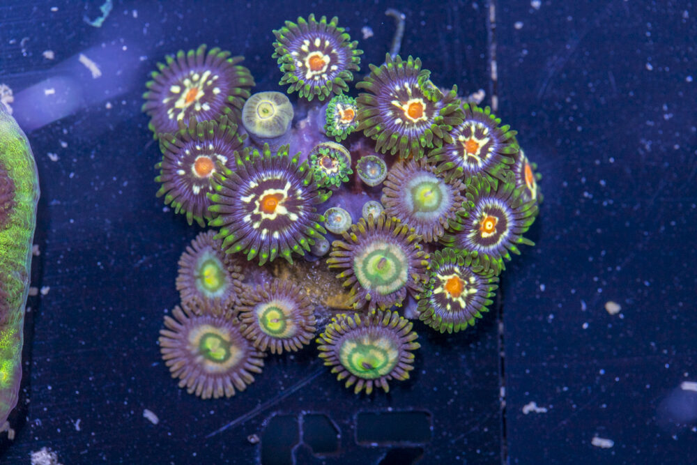 Zoanthids - Pinwheel