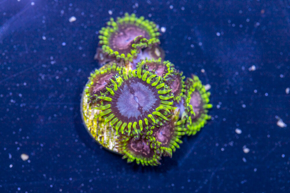 Zoanthids - Purple Monster