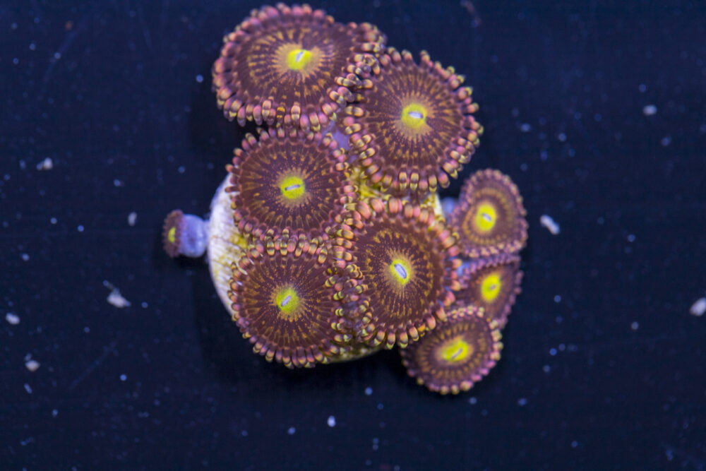 Zoanthids - Alien Anti Venom