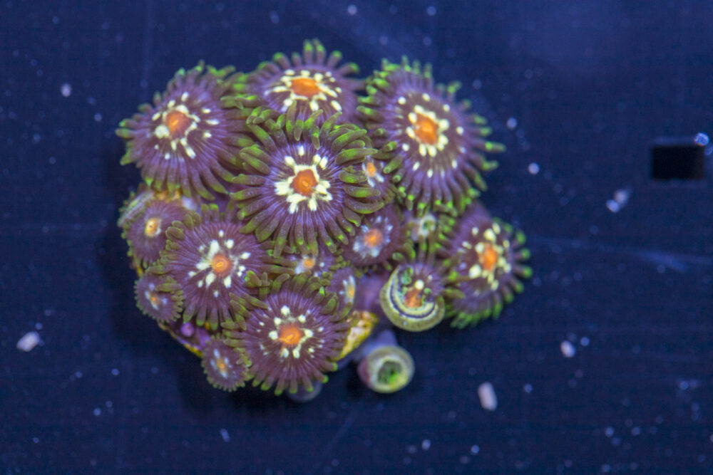 Zoanthids - Pinwheel