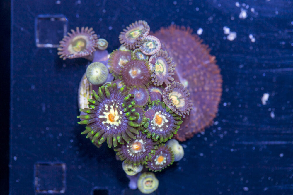 Zoanthids - Pinwheel