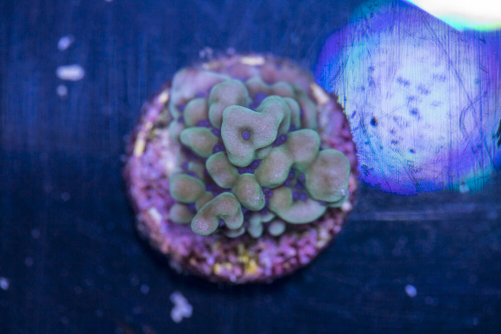 Montipora