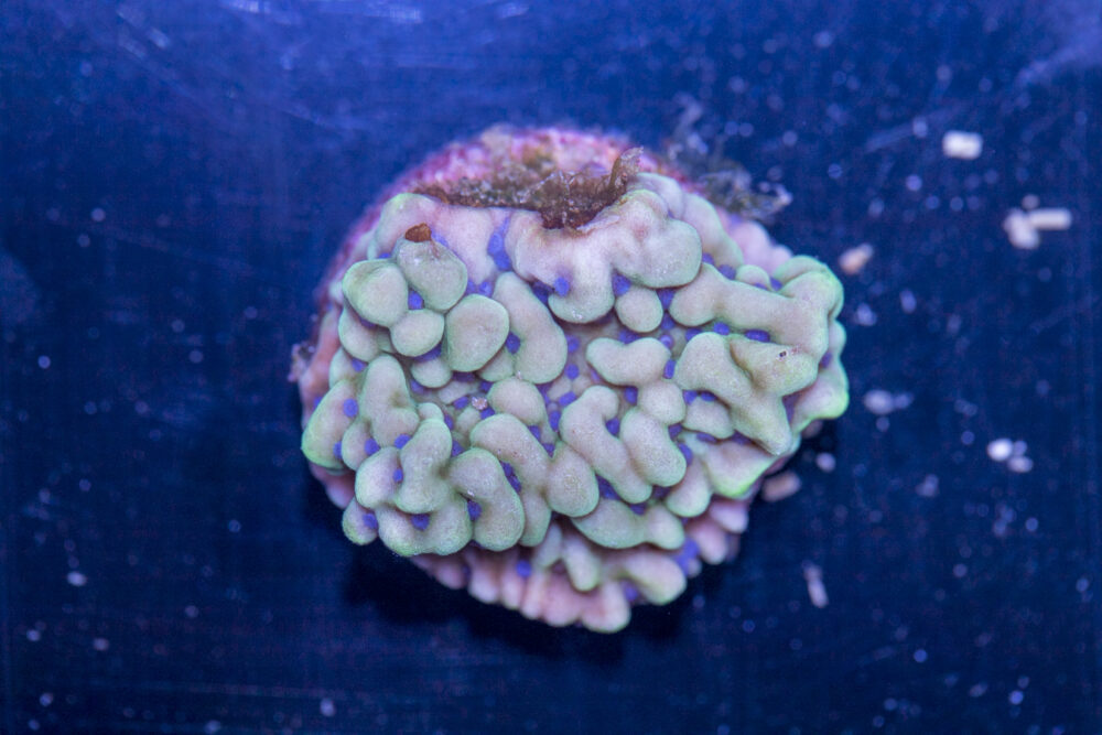 Montipora