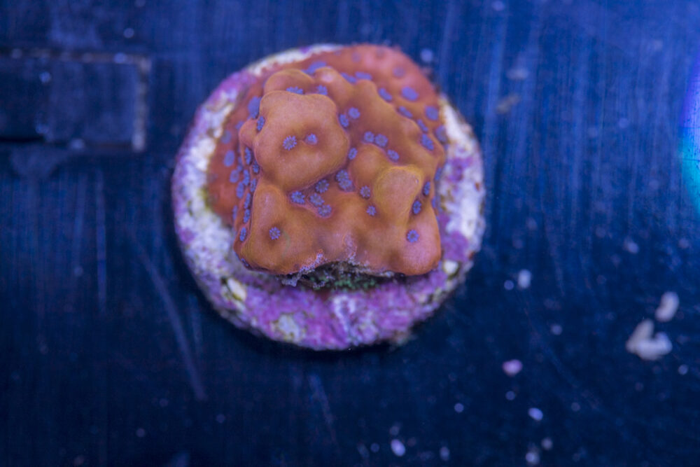 Montipora - Phoenix Danae