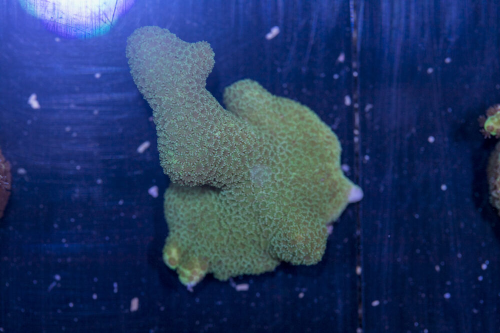 Montipora - Green Digitata