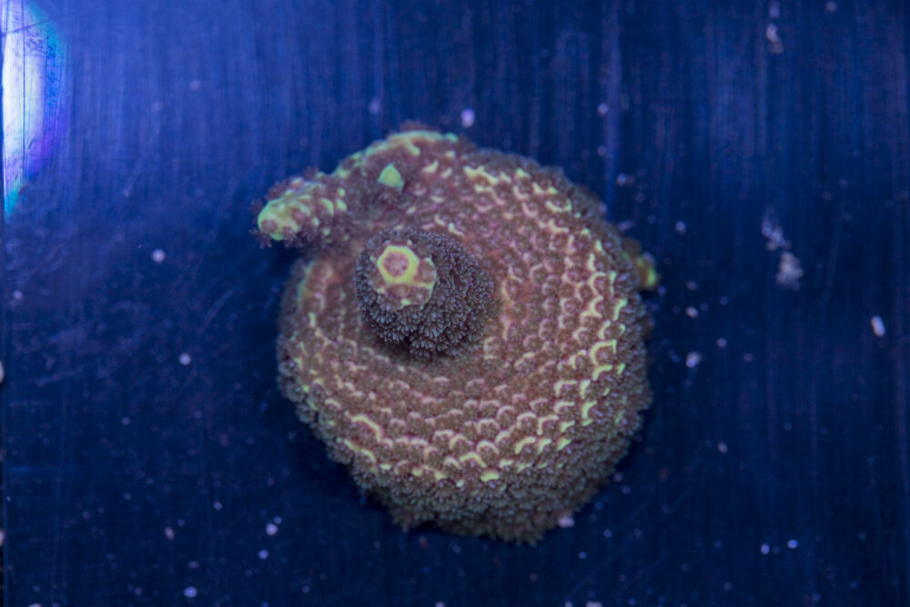 Millepora