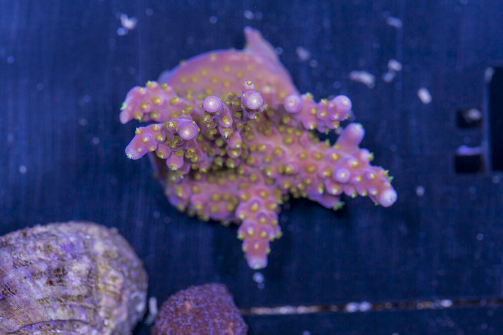 Acropora - Yellow Polyp Fireworks