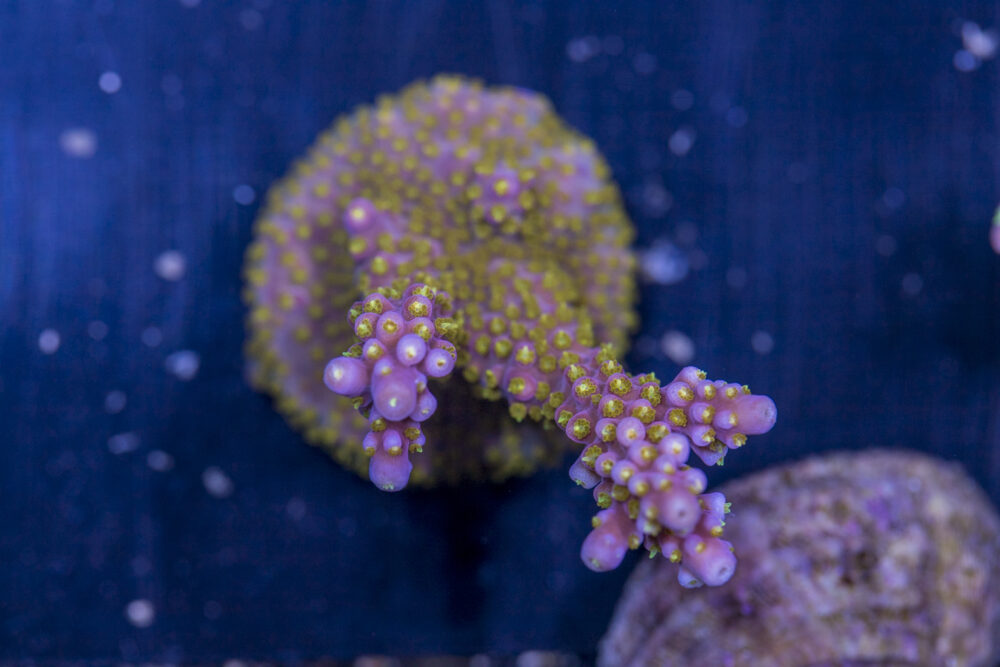 Acropora - Yellow Polyp Fireworks