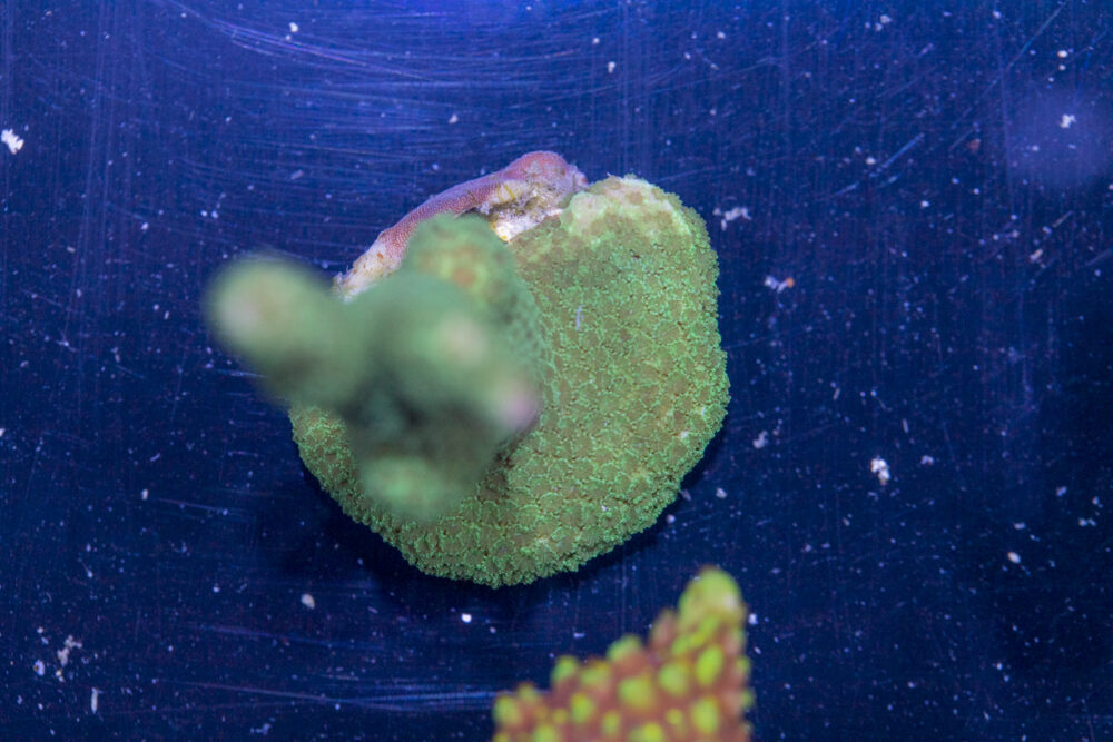 Montipora - Green Digitata