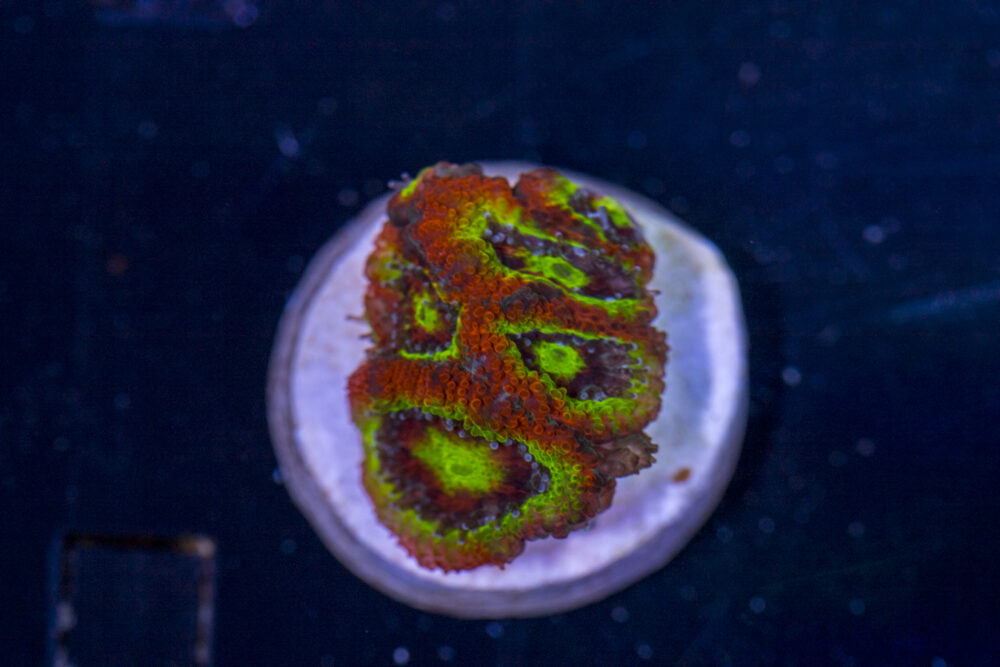 Acan - Holy Grail