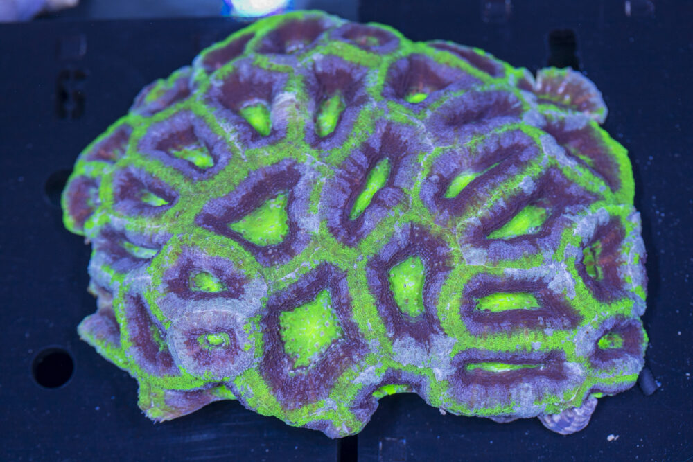 Acan - Bowerbanki