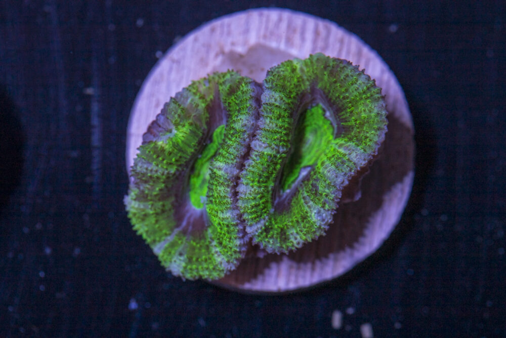 Acan - Lord Howe