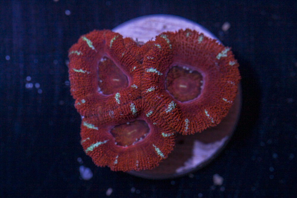 Acan - Lord Howe