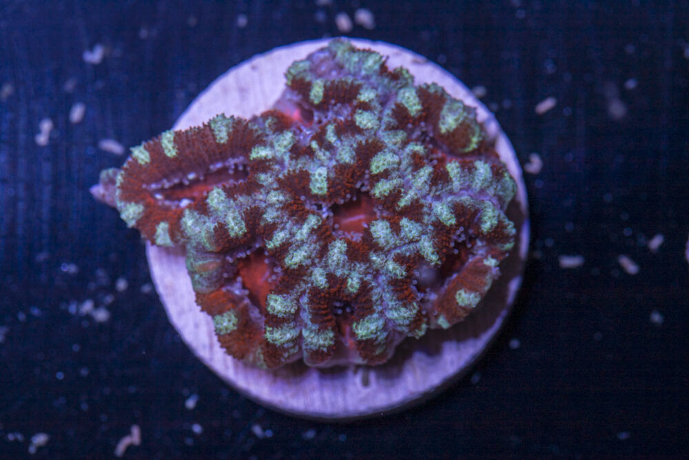 Acan - Lord Howe