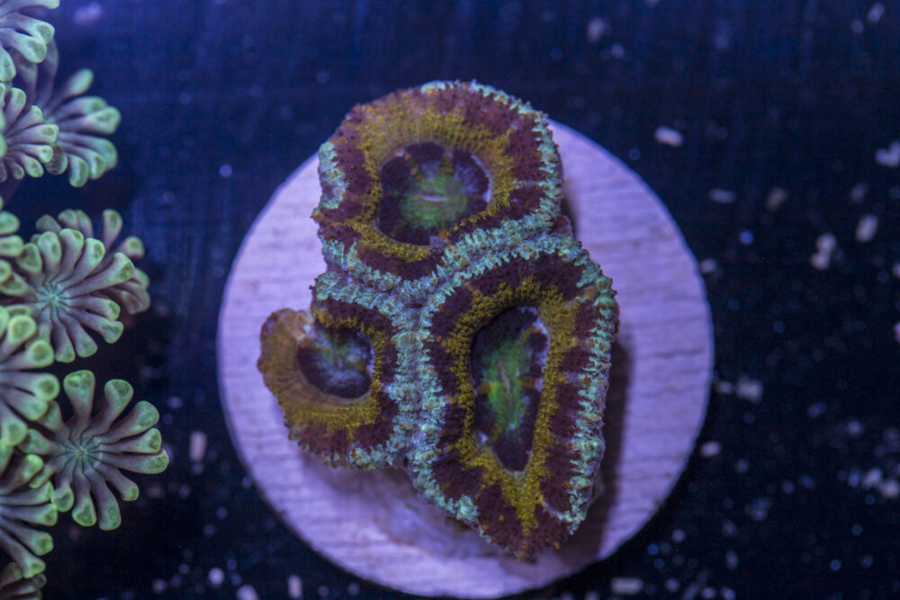 Acan - Lord Howe