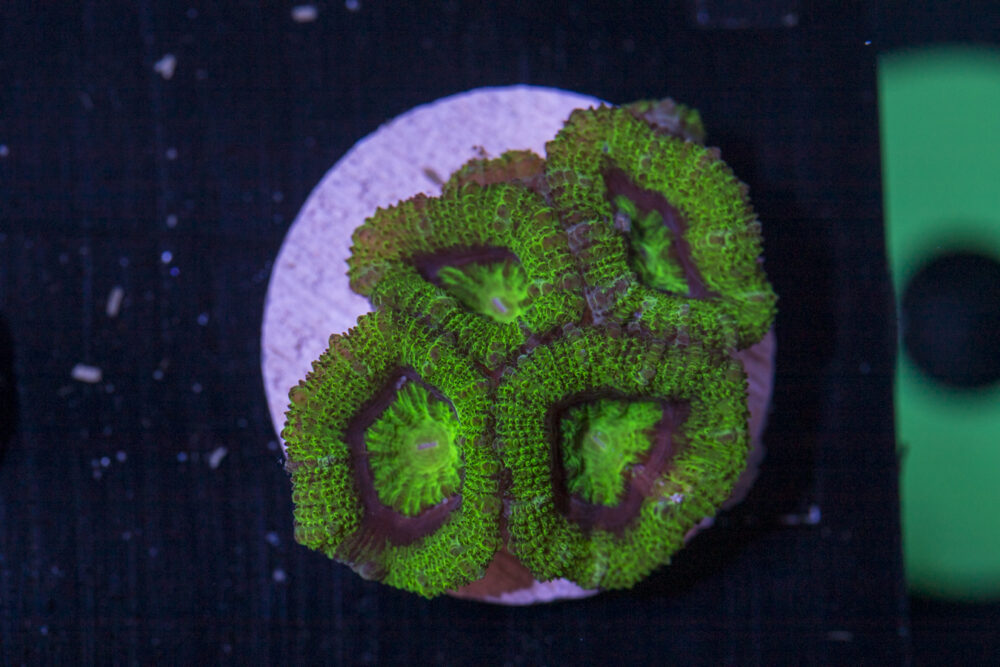 Acan - Lord Howe