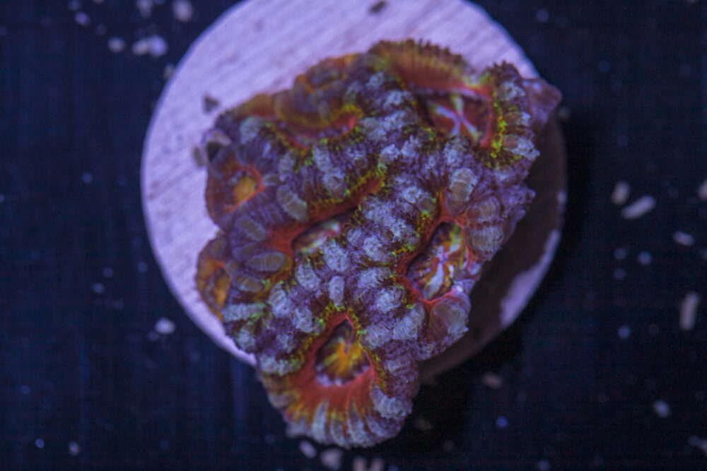 Acan - Lord Howe