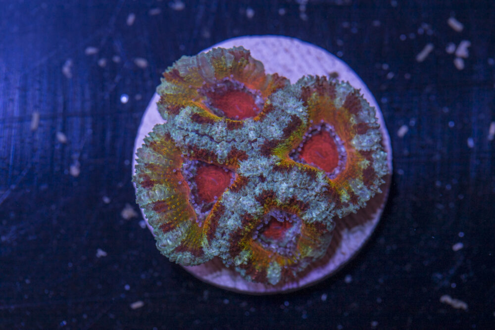 Acan - Lord Howe