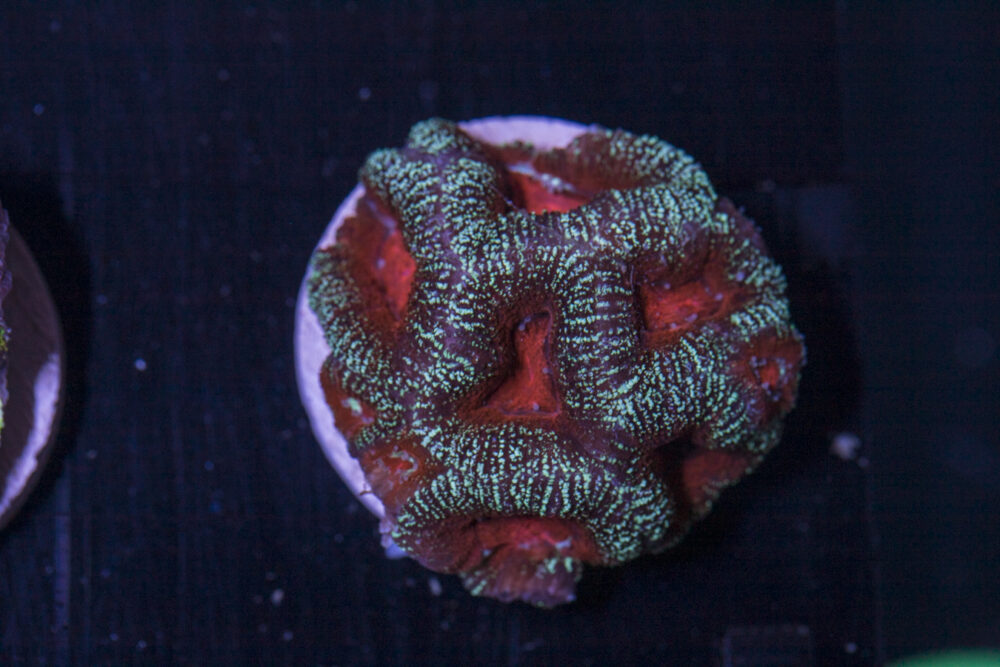 Acan - Lord Howe