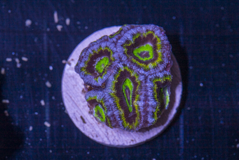 Acan - Lord Howe