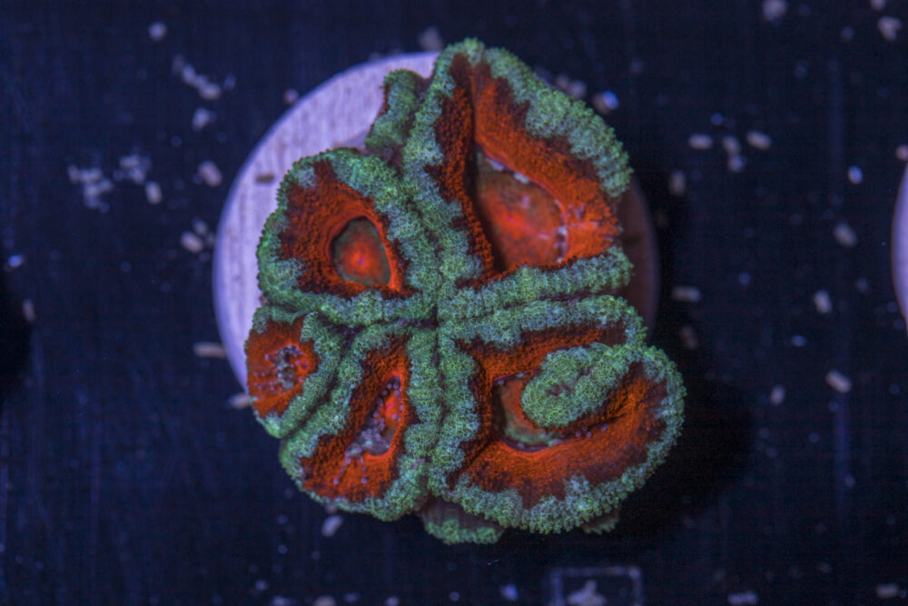 Acan - Lord Howe