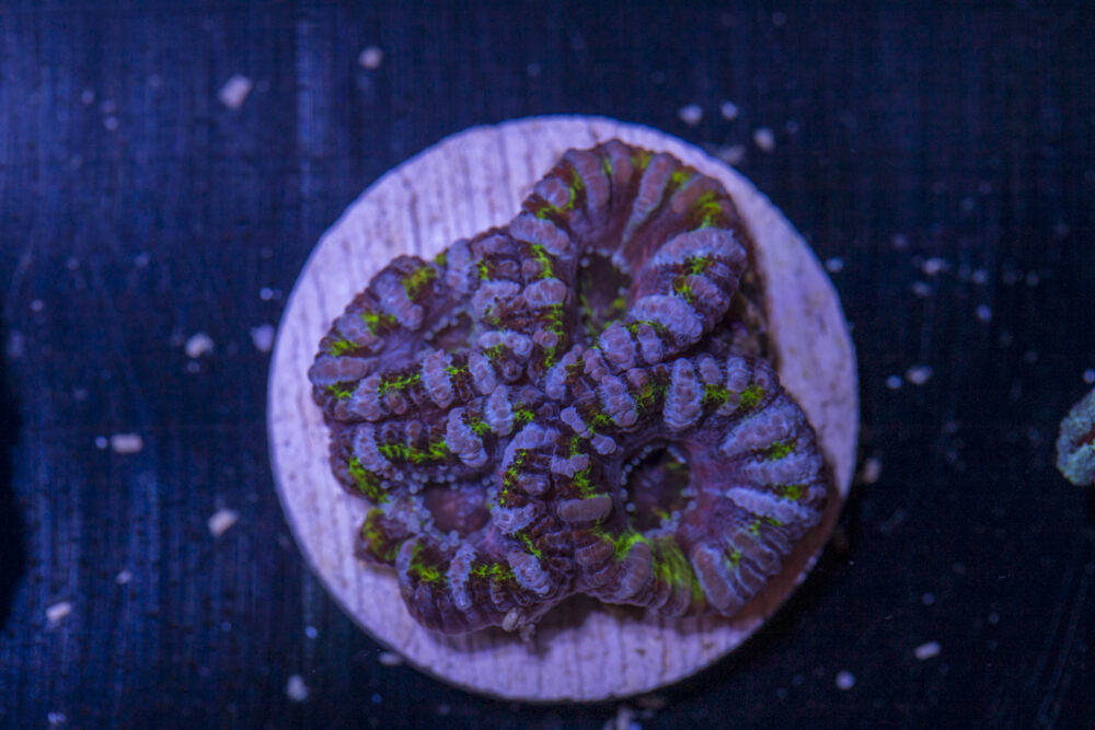 Acan - Lord Howe