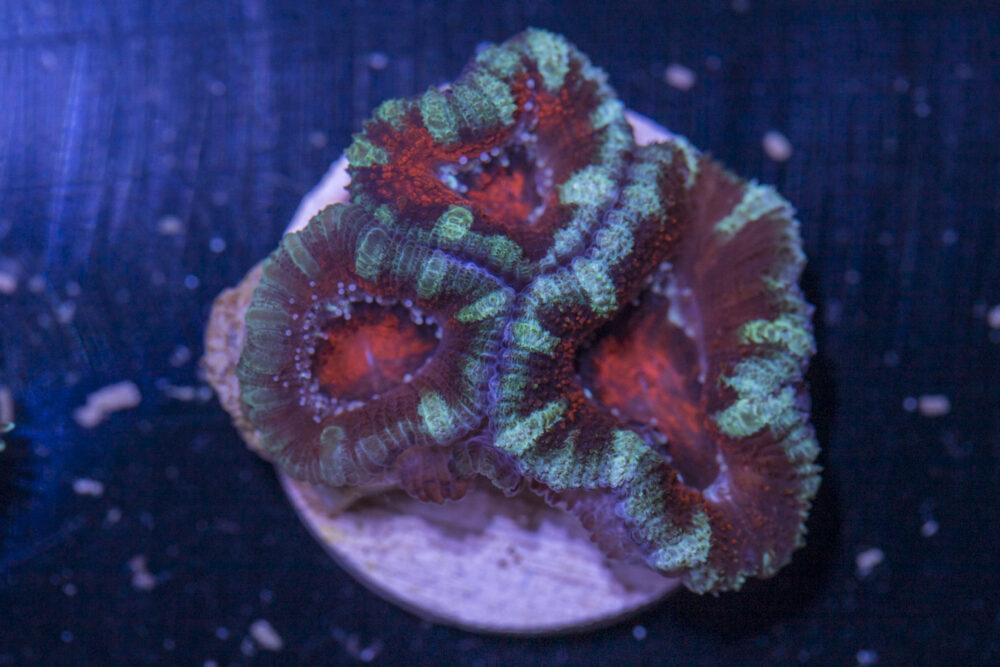 Acan - Lord Howe