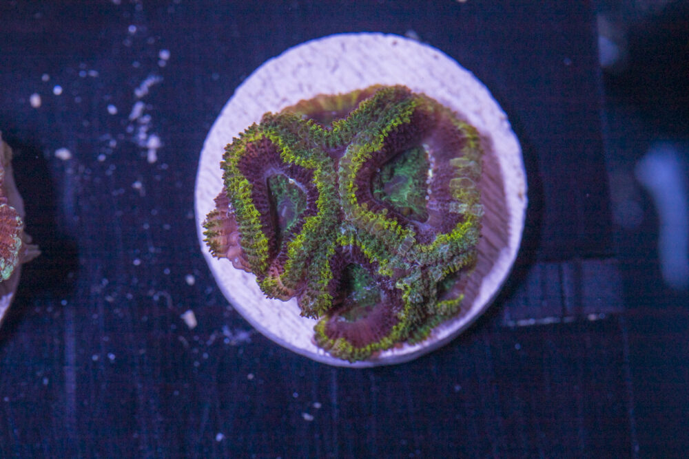 Acan - Lord Howe