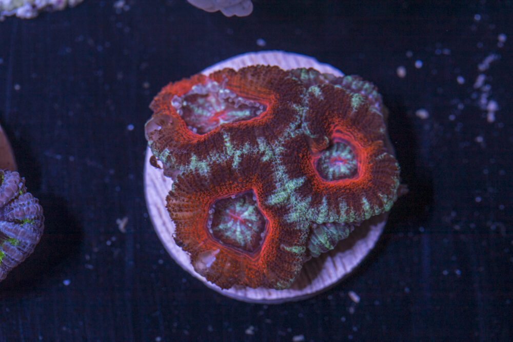 Acan - Lord Howe