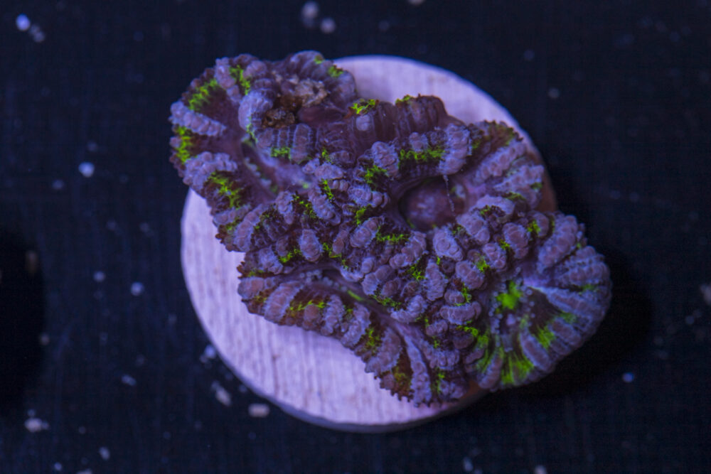 Acan - Lord Howe