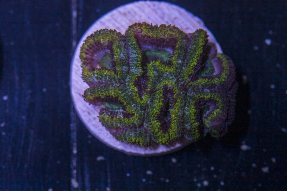 Acan - Lord Howe