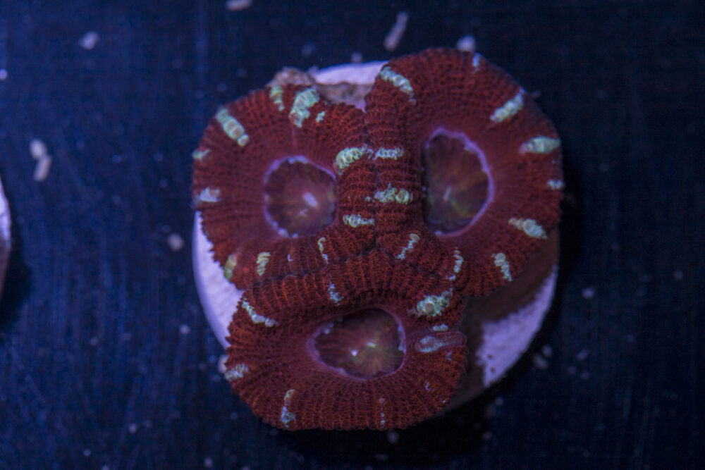 Acan - Lord Howe