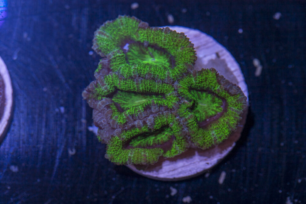 Acan - Lord Howe